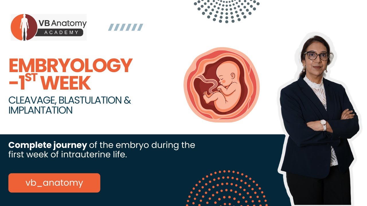 Embryology: Cleavage, Blastulation & Implantation | First Week of Human Development Explained