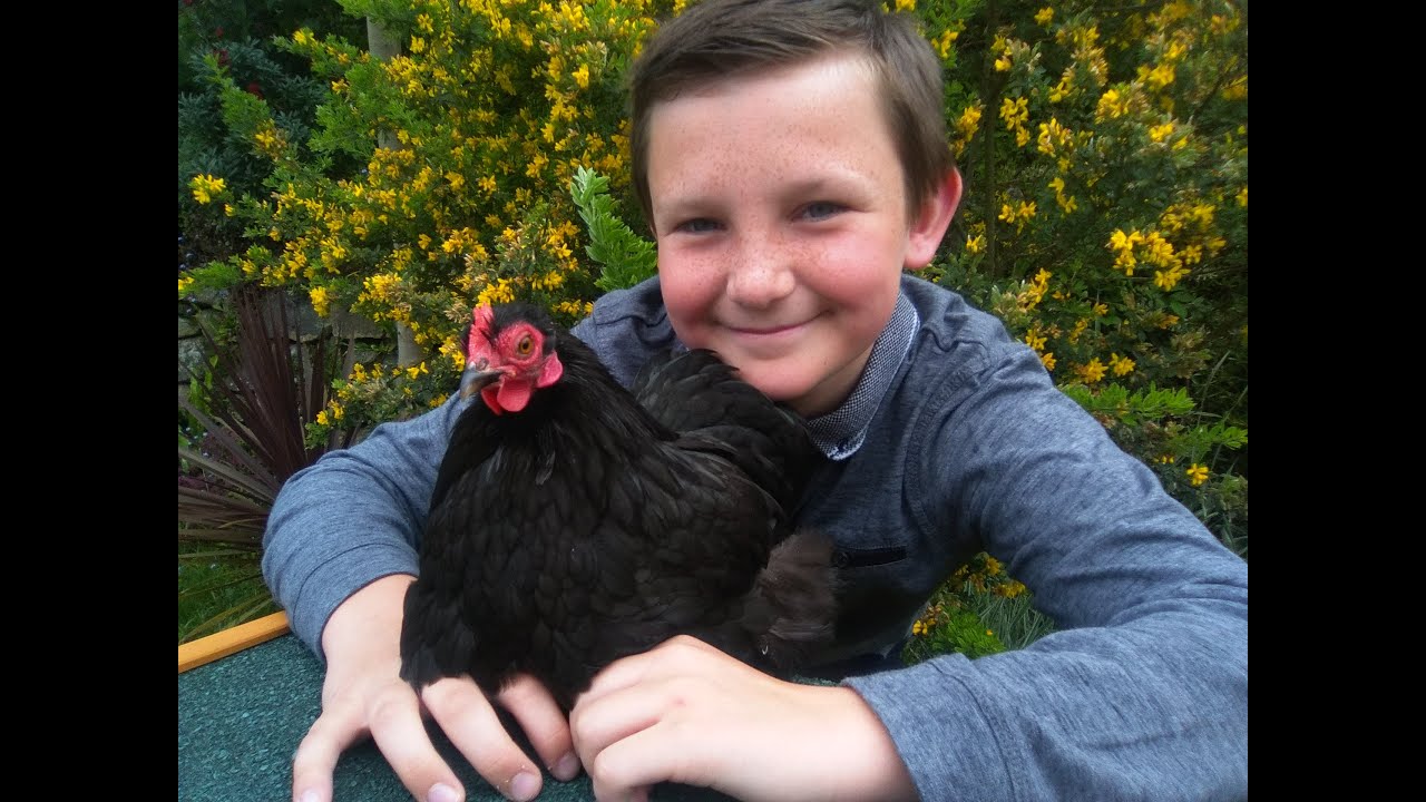 Pekin bantams with tfortoooooom