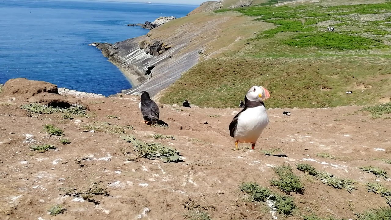 Puffin goes for a funny walk on Skomer Island.