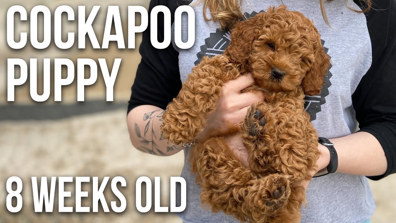 Our Cockapoo Puppy | 8 Weeks Old