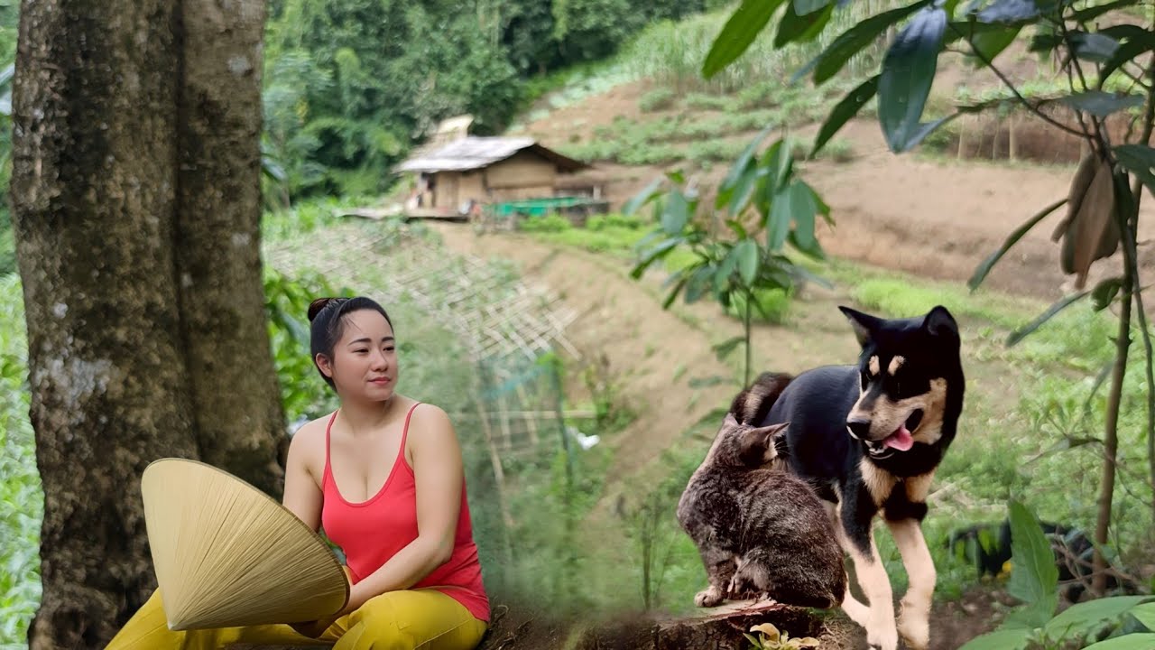 Nora’s Cozy Bamboo House in the Forest | Peaceful Autumn Off-Grid Living