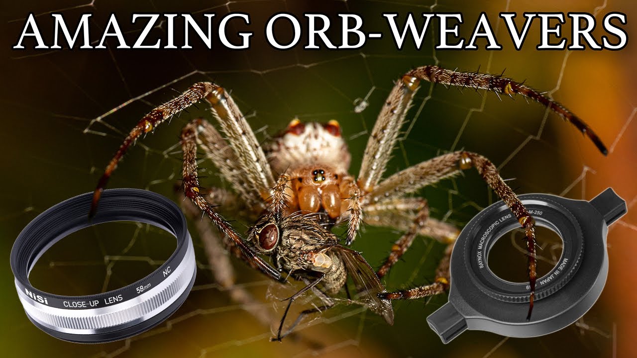 Raynox DCR-250 & NiSi 58mm Educational Macro: Orb-weaver Spiders