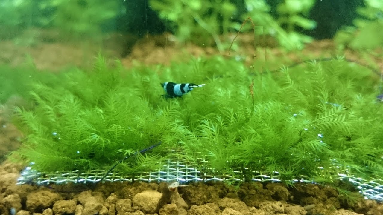 Fissidens fontanus Moss Review And Care