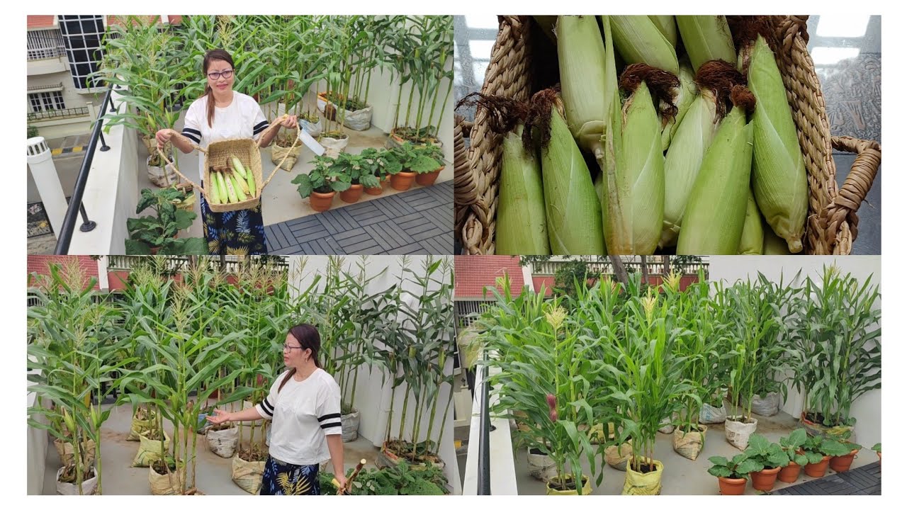 Vaimim (Korean corn) Inchungzawla ka thar nual,ka chindan, hlo thlawh ngailo chi