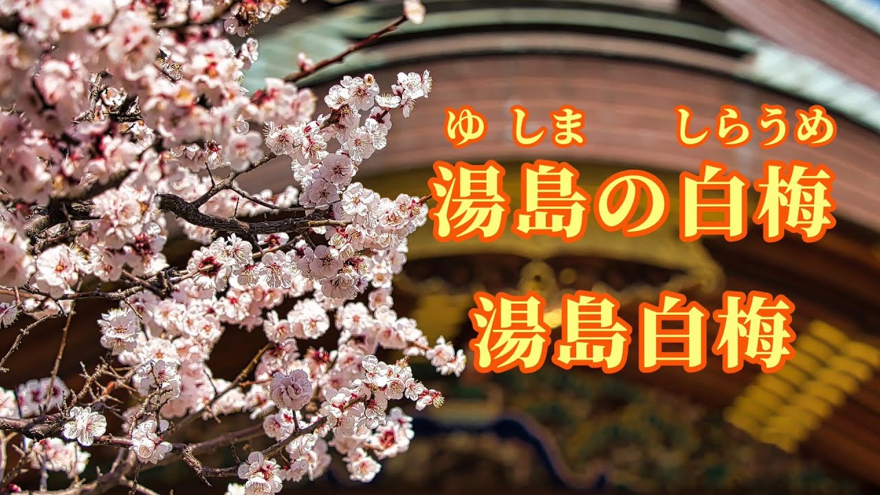 【日語導唱】 湯島の白梅（湯島白梅）漢譯+注音+卡拉OK(カラオケ) -演唱: 華Hana