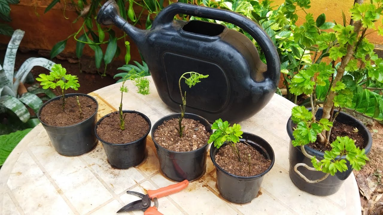 Árvore da felicidade melhor terra para plantar parte 1