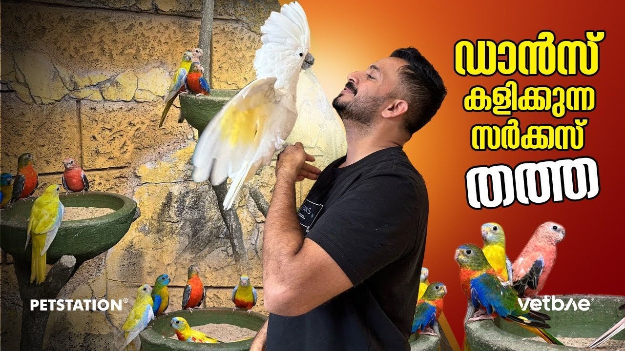 ഡാൻസ്‌ കളിക്കുന്ന തത്തയും ഗ്രാസ്‌ പാരകീറ്റ്സും... Grass parakeet and Cockatoos 😍😍
