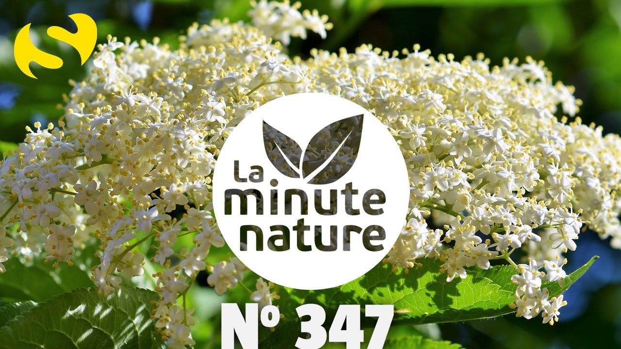 10 PLANTES UTILES SUR 10M2 AVEC CHRISTOPHE DE HODY @lechemindelanature-lachaine  (No 347)