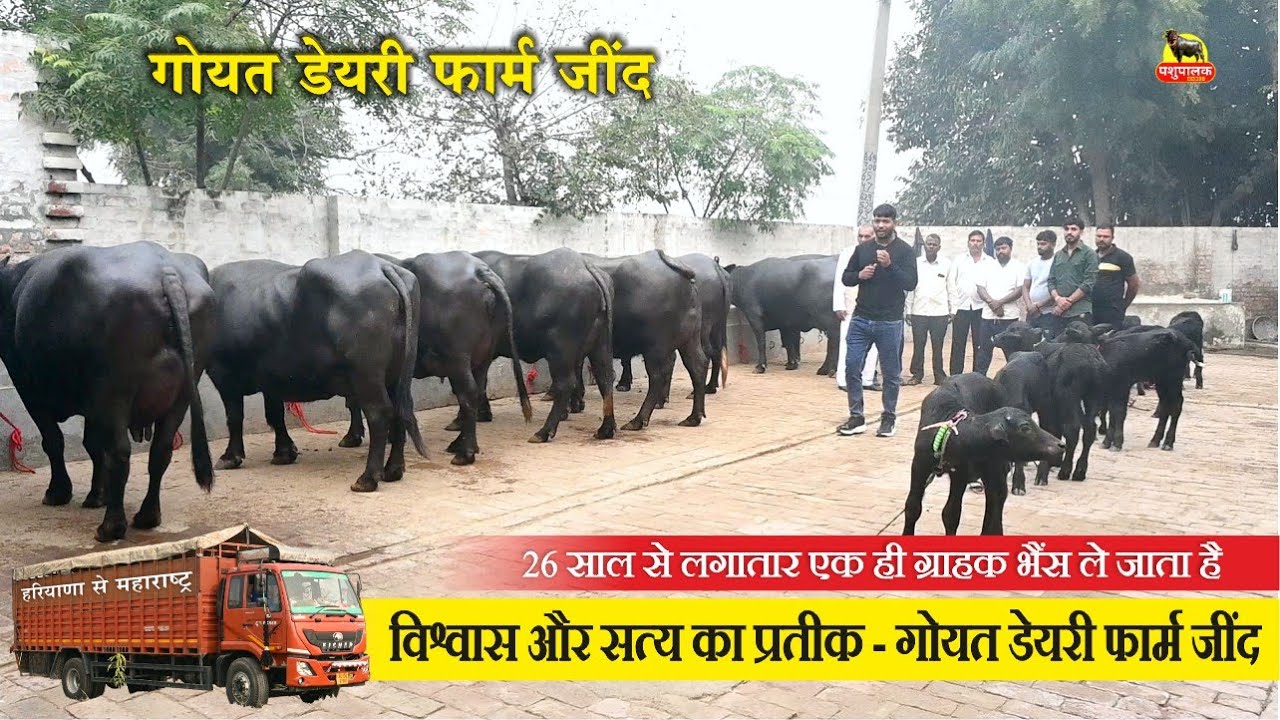 विश्वास और सत्य का प्रतीक || 15 BUFFALO GOING TO MAHARASTRA || GOYAT DAIRY FARM JIND