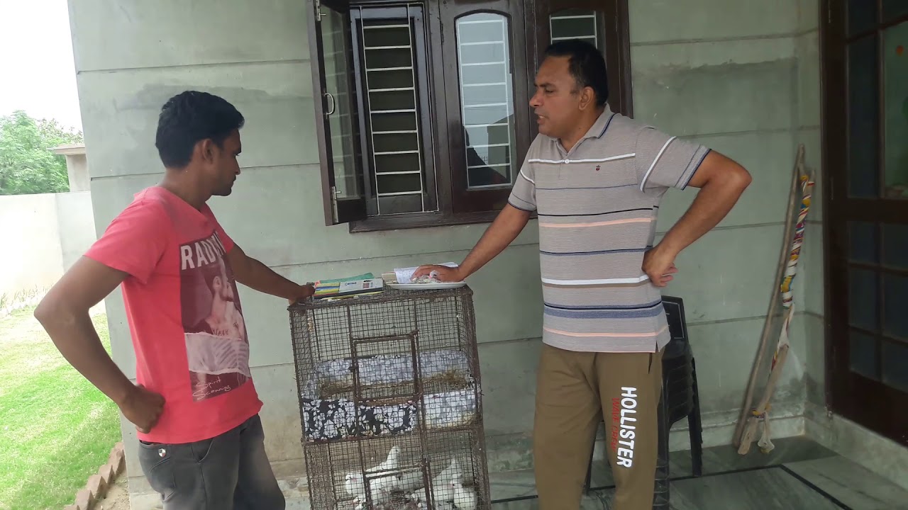 Kabootar ka Khel Pani !! कबूतर का खेल पानी By Babbu Kainth