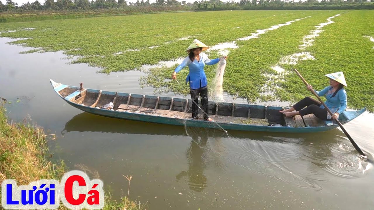 Sáng Sớm Giăng Lưới trên Ao Rau Nhút, Canh Chua Cá Rô Phi Rau Nhút Rau Cần Thiệt Ngon #79