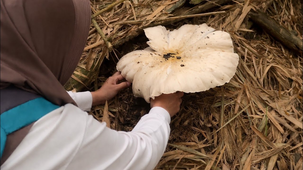 Nggak nyangka dapat jamur sebesar ini