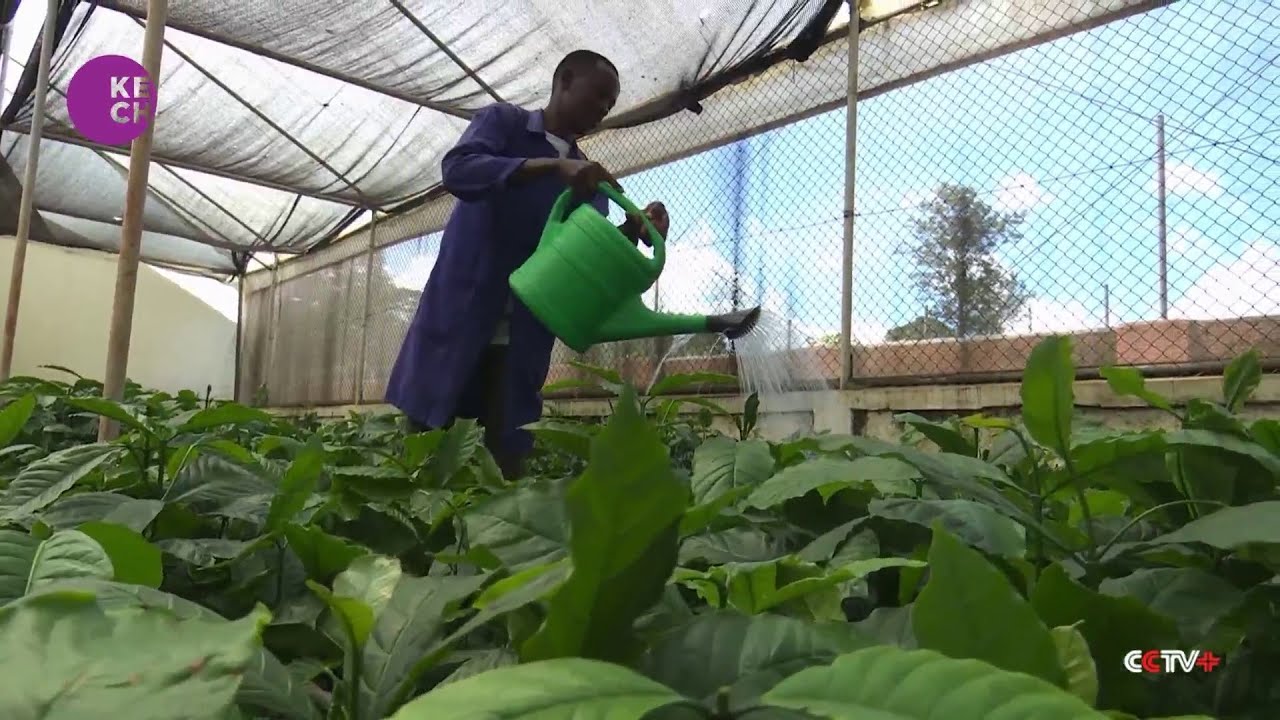 Uganda creates high-yield coffee varieties to boost exports