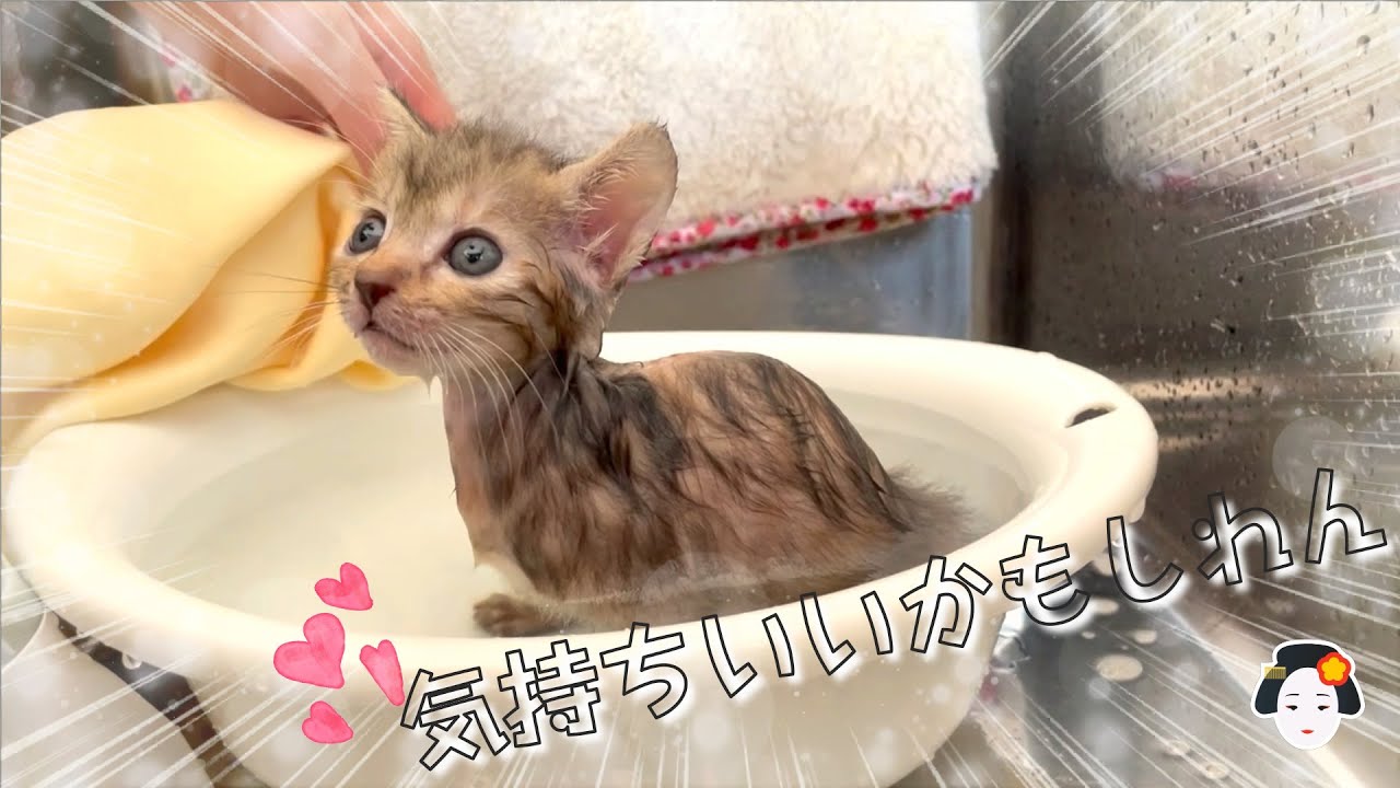 【風呂好きの予感】保護子猫になってはじめてのシャンプー★〈保護猫生活26日目〉