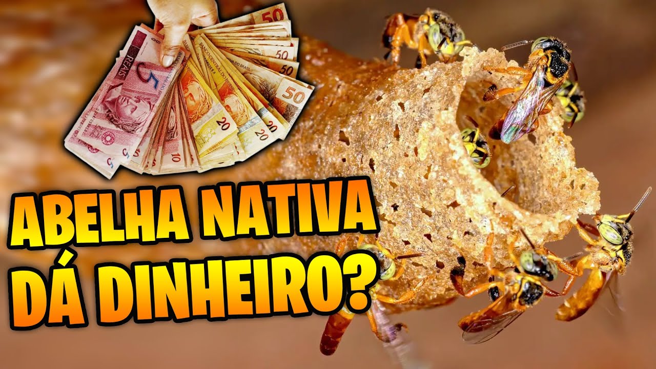 Criar abelha sem ferr&atilde;o compensa? D&aacute; dinheiro??