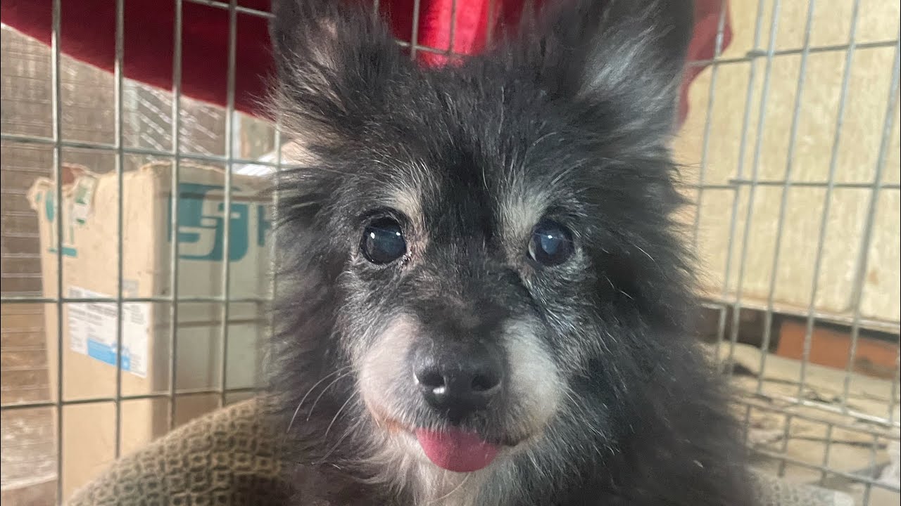 Просто день, просто собаки, просто життя 🐾