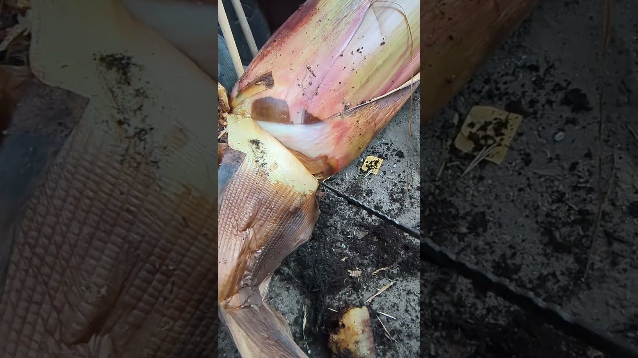 Bananowiec kt&oacute;ry ma około 10 lat raczej kończy żywot. Ensete ventricosum maurelii 