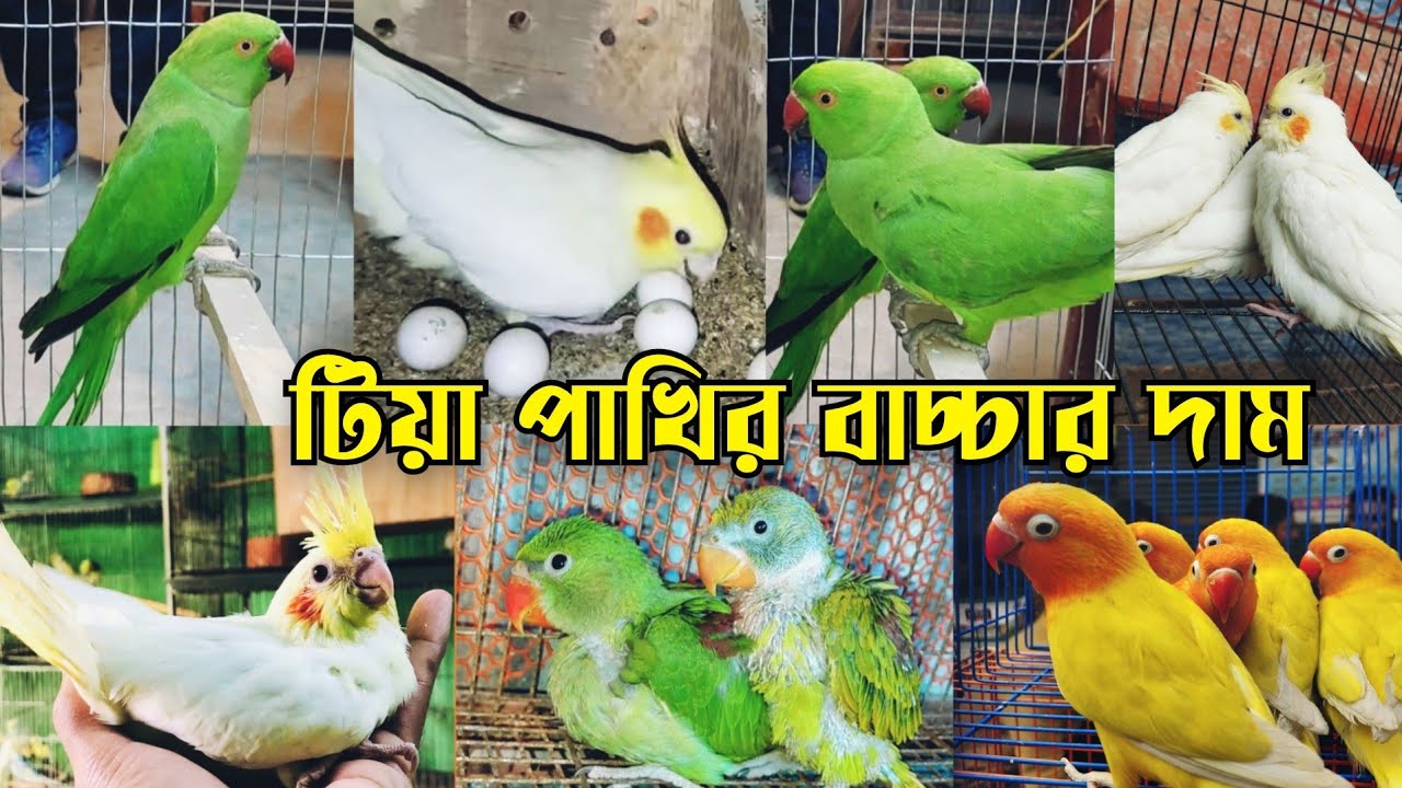 চন্দনার বাচ্চা,টিয়া পাখি দীপু বার্ডস হাউসে || Tiya pakhir dam || Ringneck parrot price || টিয়া পাখি