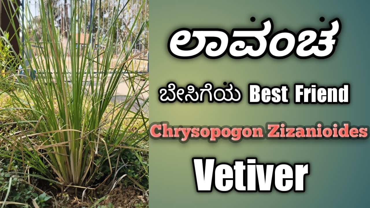 ಲಾವಂಚ / Vetiver / Khas