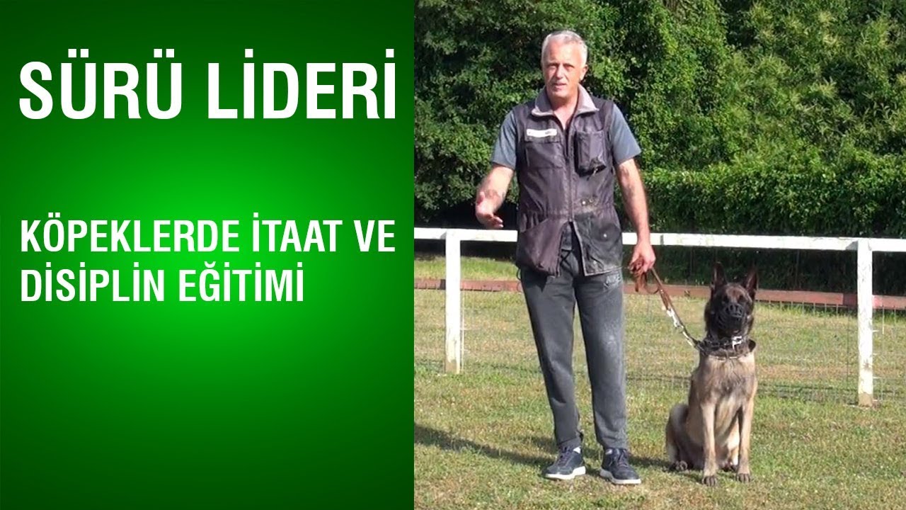Köpeklerde İtaat ve Disiplin Eğitimi - Gençlik Çağındaki Köpeğe Nasıl Davranılmalıdır?