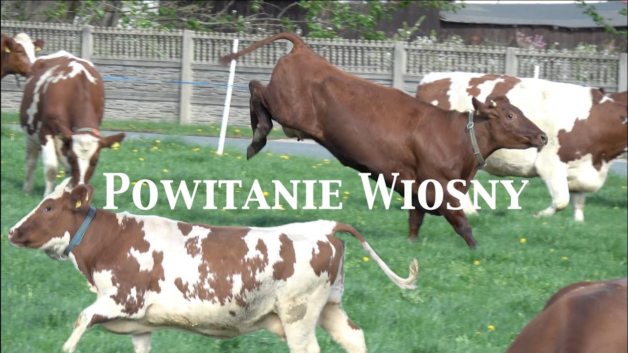 Pierwsze wyjście stada na pastwisko w sezonie, OHZ Przerzeczyn Zdrój Sp. z o.o.