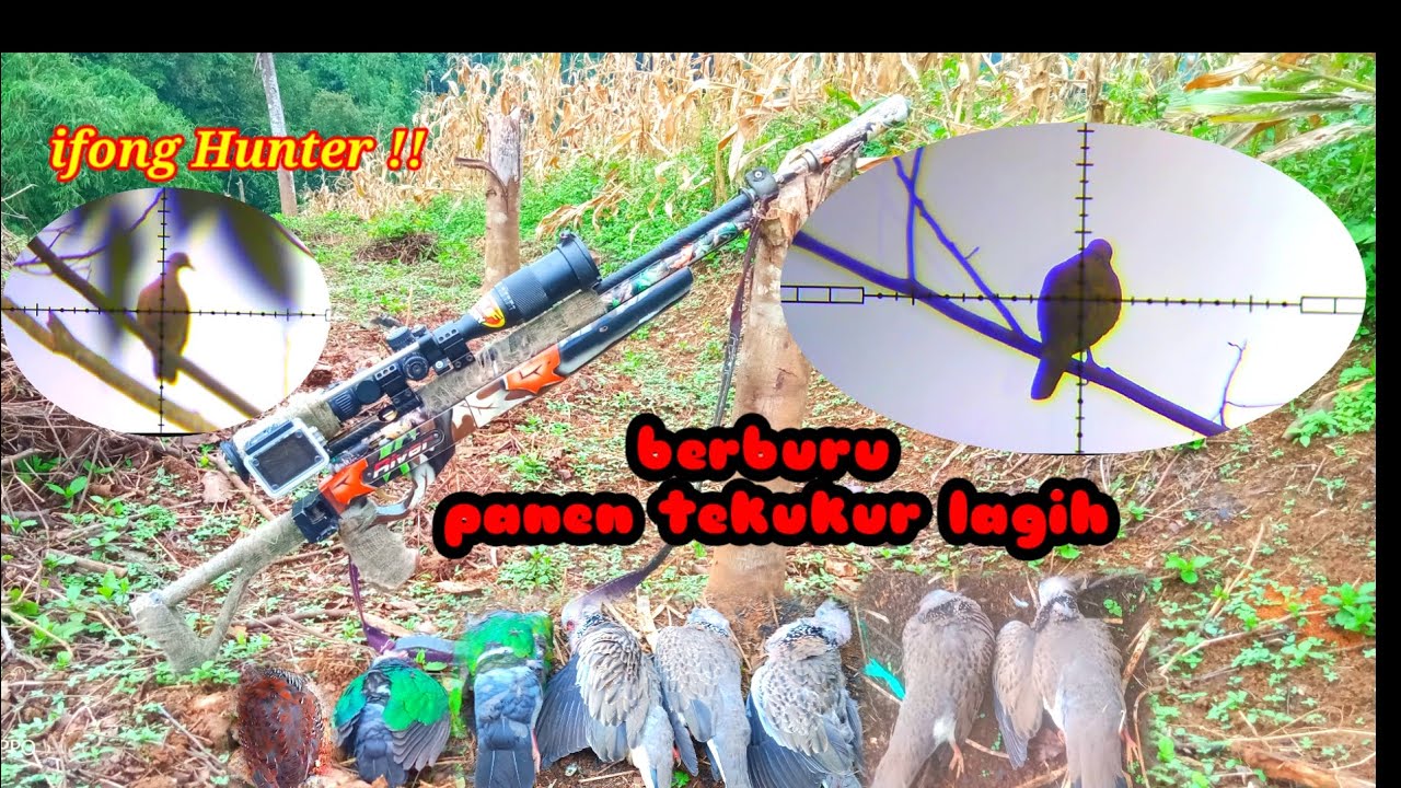 🔴 BERBURU ‼️ PANEN LAGI TEKUKUR DI SORE INI DI SPOT LAMA 