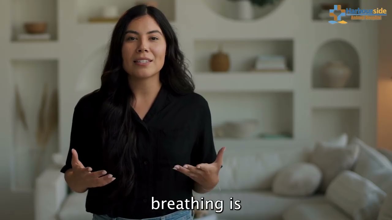 Fast Breathing in Dogs When to Worry  Harbourside Animal Hospital