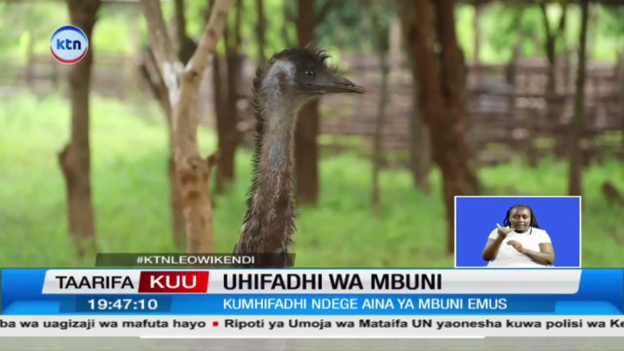 Ufugaji wa mbuni wasaidia uhifadhi Makueni