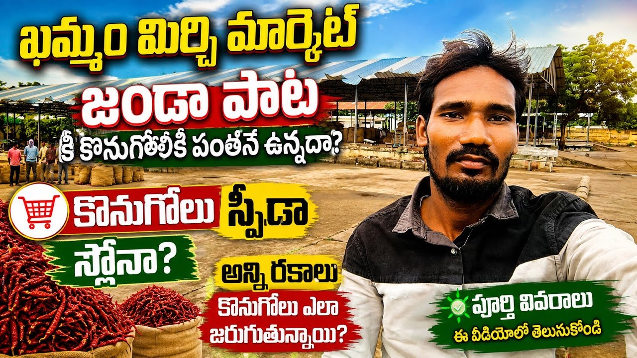 01/08/2026 khammam mirchi market price khammam mirchi market today #dharalu #mirchi#mirchiratetoday