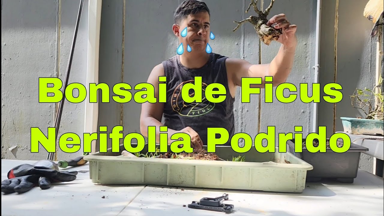 QUE HACER CON UN BONSAI CUANDO SE PUDREN LAS RAICES / BONSAI FICUS NERIFOLIA