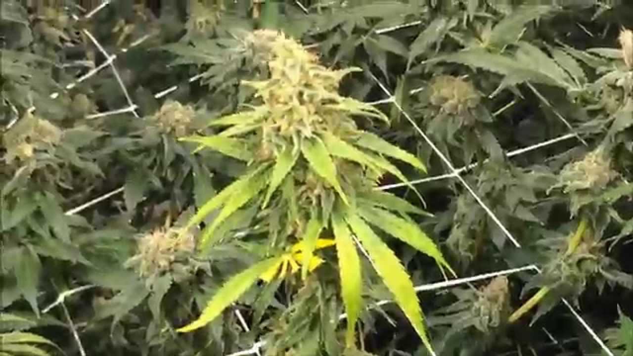 Flower Room Day 56
