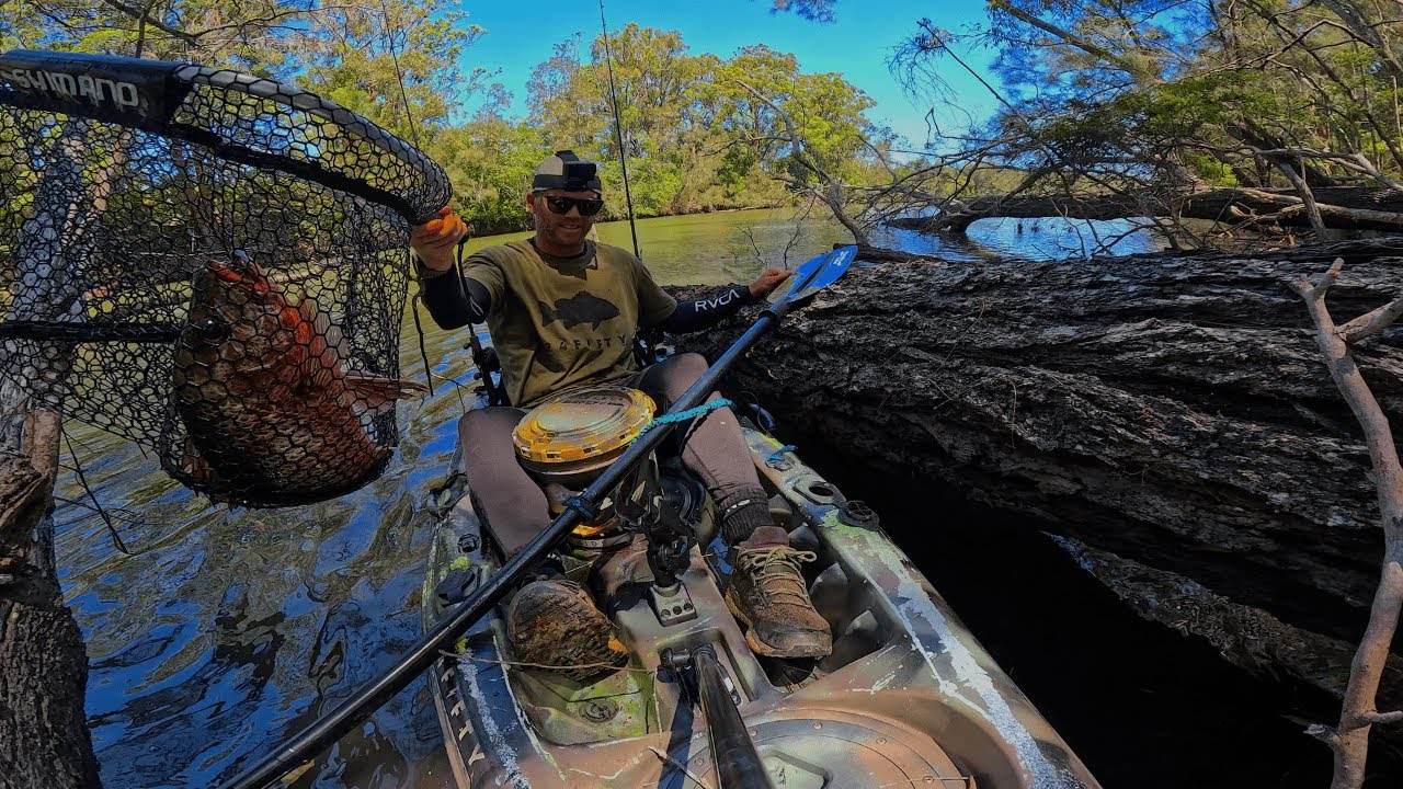 LIVE BAIT for MANGROVE JACK (took 20+ mins to land it!)