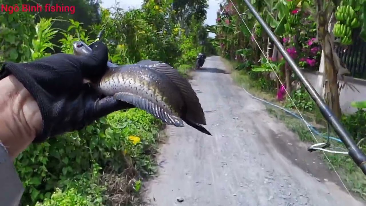 Câu cá lóc dạo #31 đầu năm tìm cảm giác ở kênh Phước Lâm |ngô bình fishing|