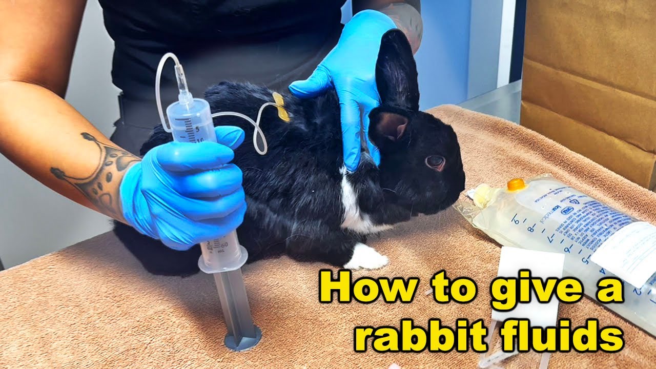 Brave Bunny Gets Lifesaving Fluids at the Hospital 💉 | A Heartwarming Journey to Recovery
