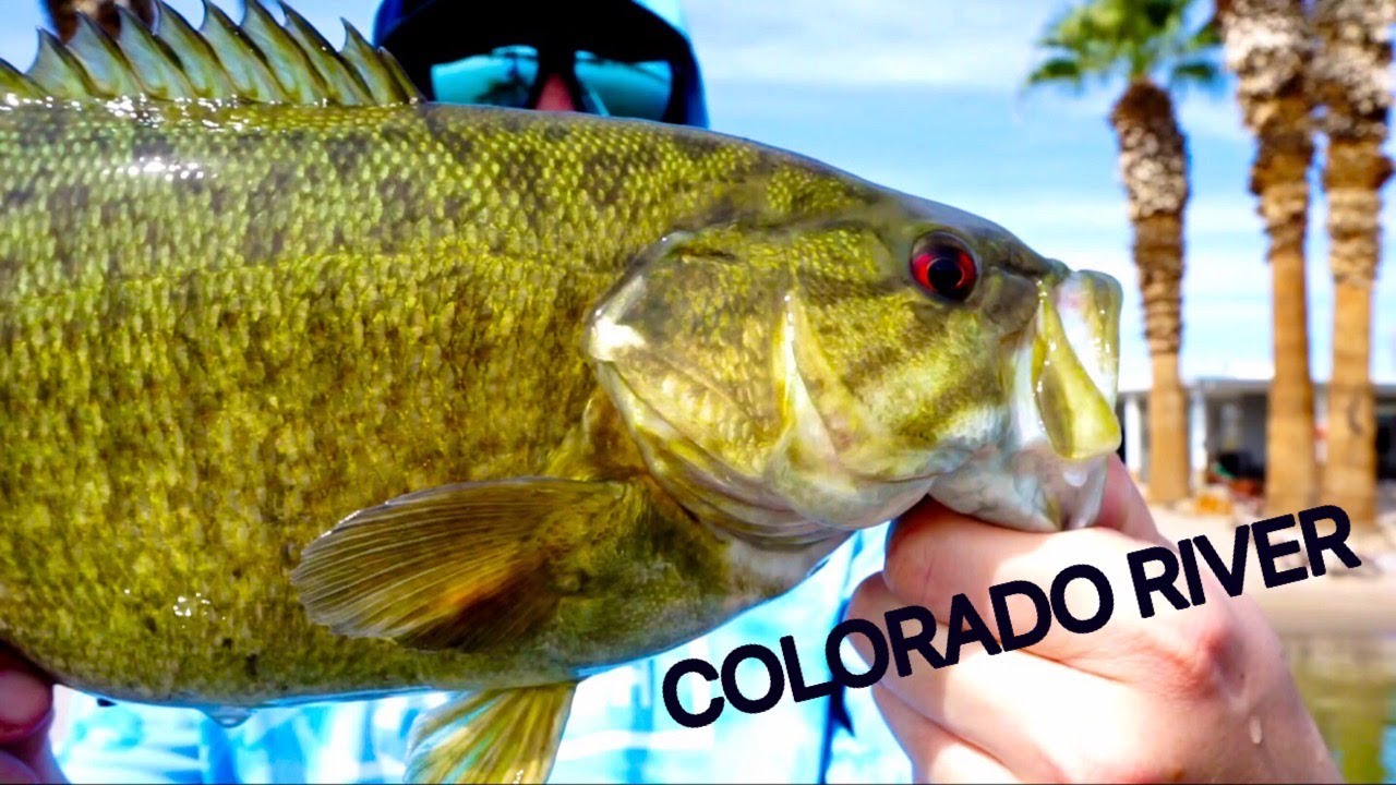 Colorado River Bass Fishing | California/Arizona