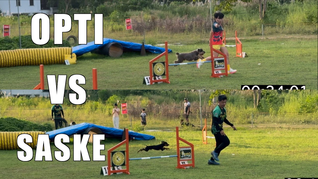 Mini Schnauzer vs Mini Pinscher | Dog Agility