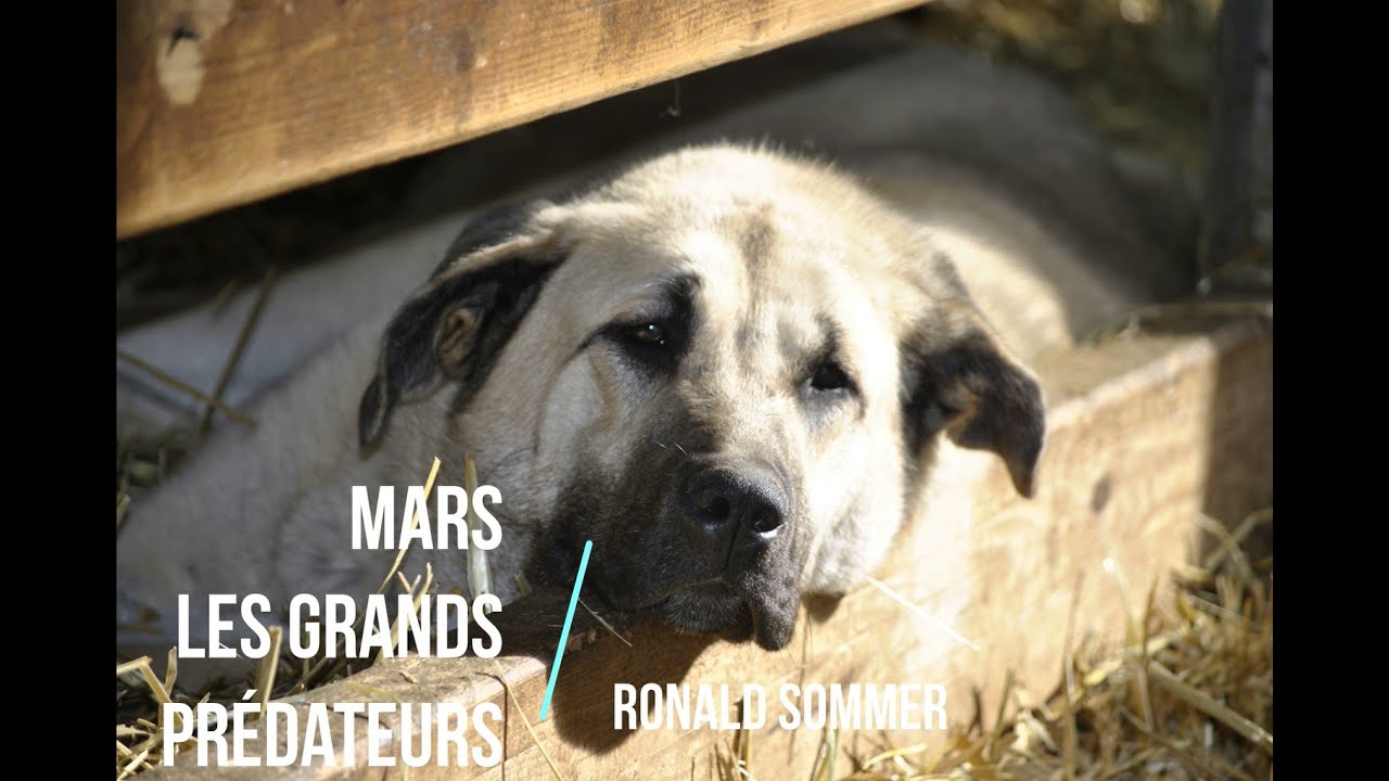 Mars - Les grands prédateurs - part. 2