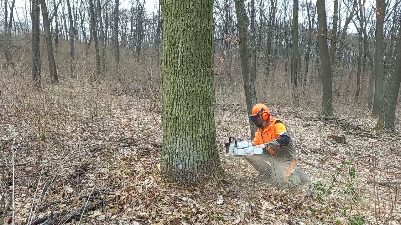 stihl ms 661 & Dub