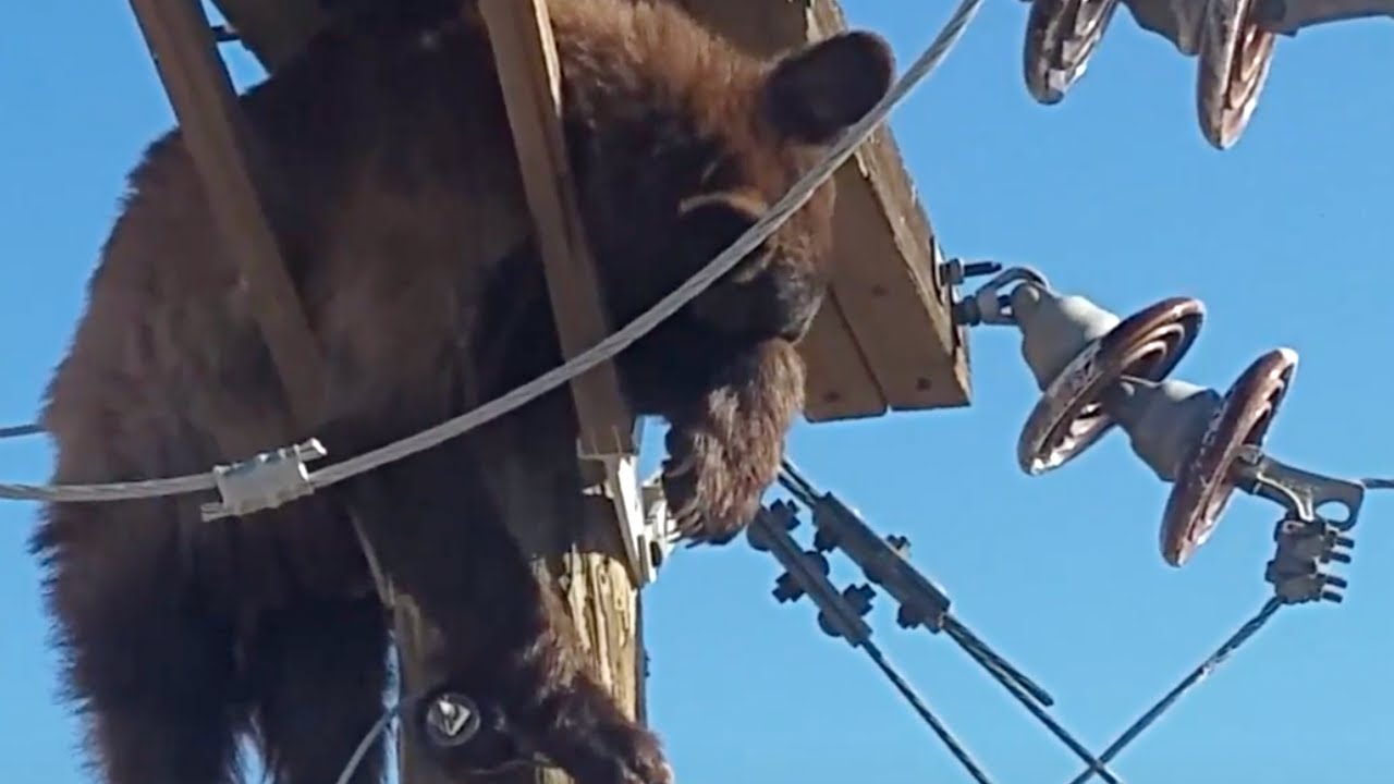 Quest'orso è rimasto incastrato su un palo della luce. Un passo falso può costargli caro!