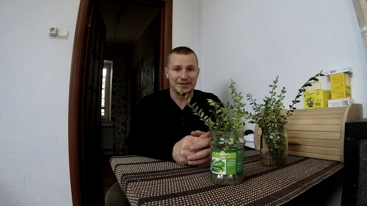 Как размножить жимолость блестящую? Самый простой 100% способ