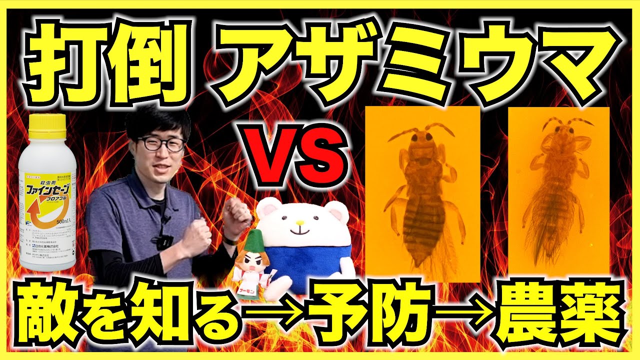 【農家】アザミウマの予防方法とハチや天敵に影響が小さく新しい農薬【ファインセーブフロアブル】