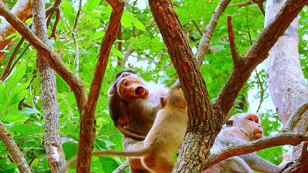 ...SO CUTE MONKEY...!