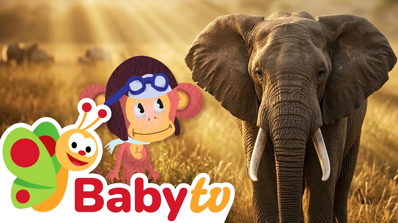 Słoń 🐘  | Zwierzęta dla dzieci | Dzikie zwierzęta | Cały odcinek @BabyTVPL