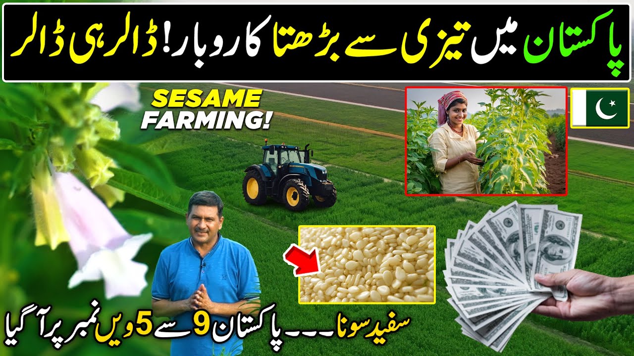 Pakistan's Fastest Growing Billion Dollar Business | Sesame Farming | Kissan Ka Pakistan