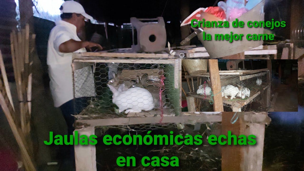 Crianza de conejos en casa granjita familiar como se fabrican las jaulas y cuidado de CONEJOS 🐰