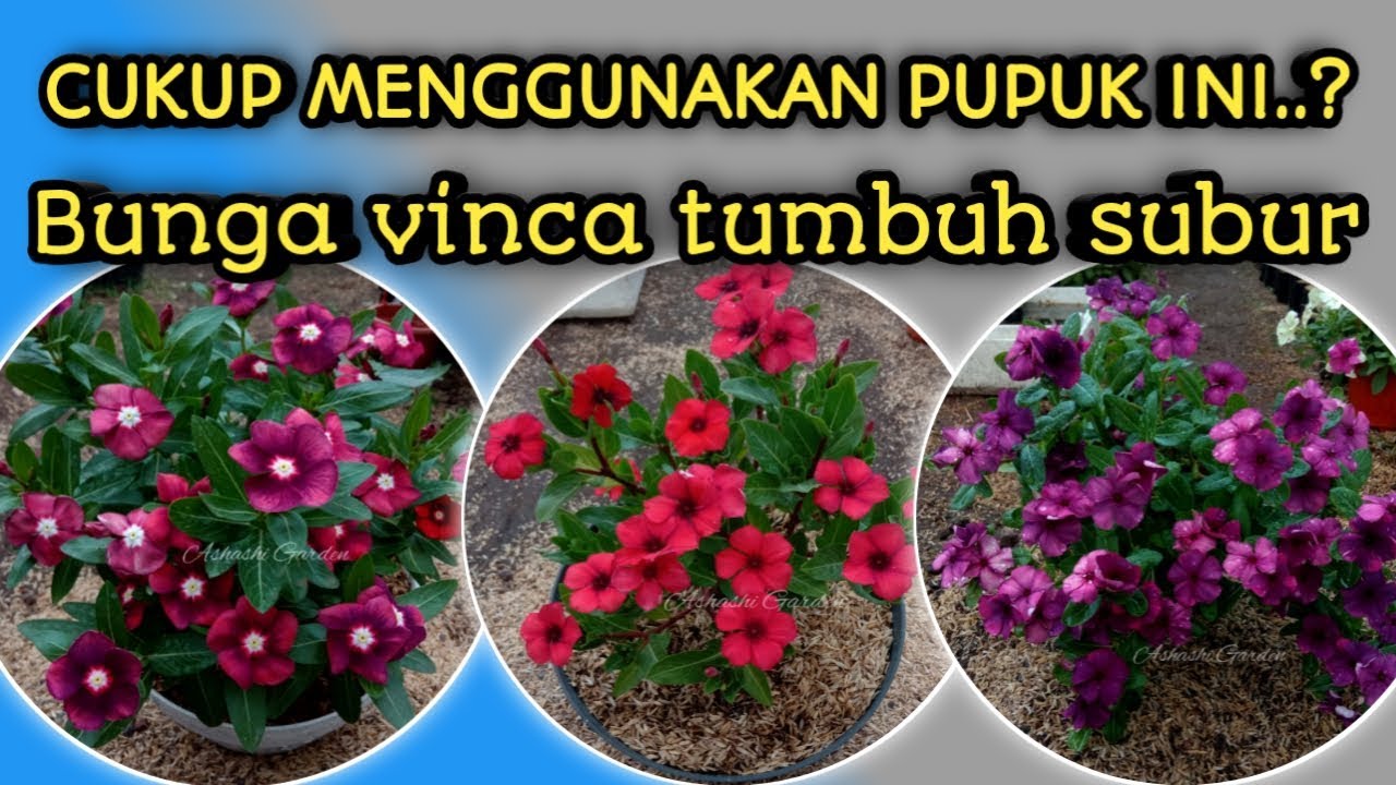 Pemupukan bunga vinca - NPK mutiara