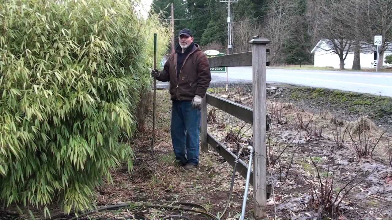 Pruning a Fargesia 'Rufa' hedge