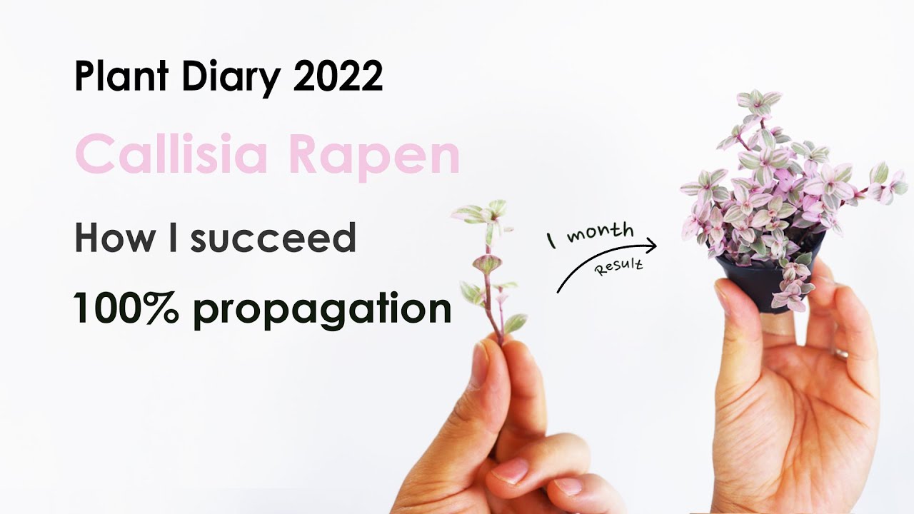 Best way to Propagate Callisia repens Pink lady, 1 month Update Callisia Propagation Care tips