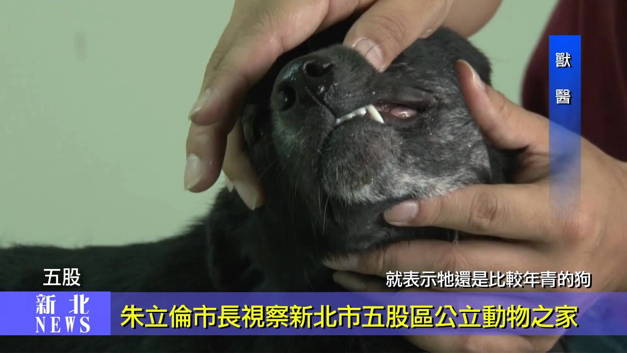新北市五股區公立動物之家