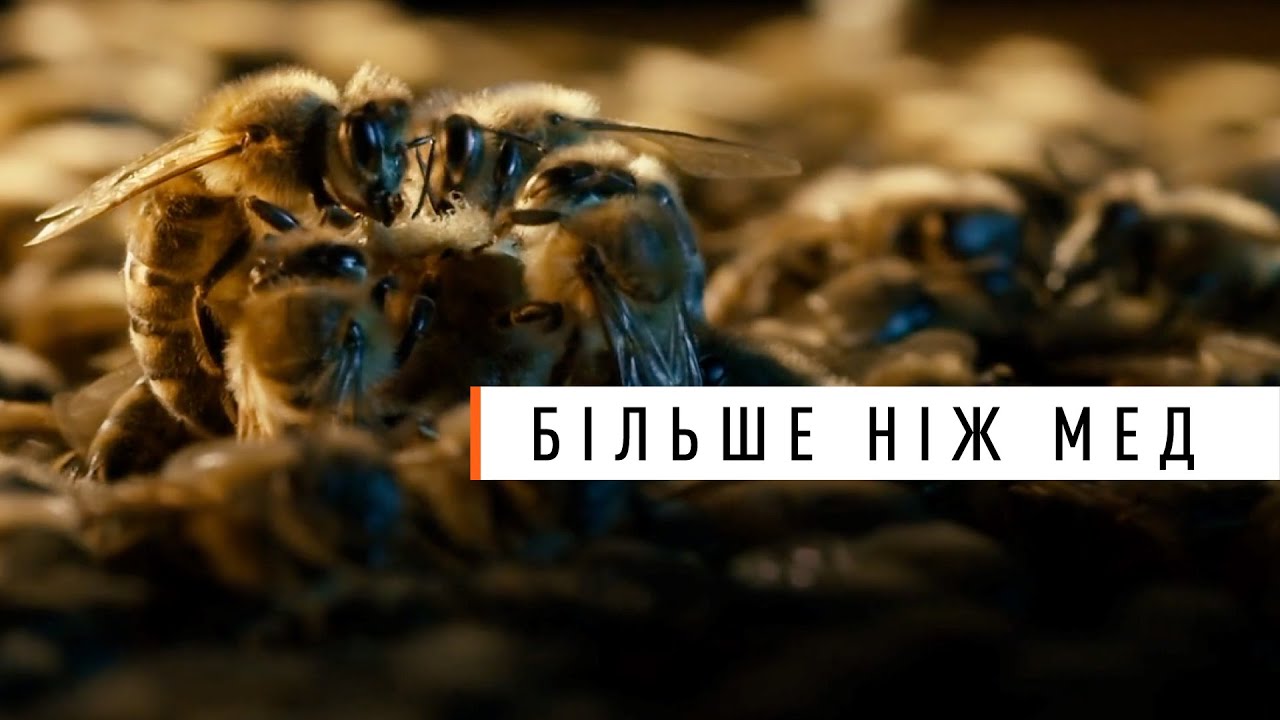 Жорстока правда про бджіл! Фільм - номінант на премію Оскар 2013 року, що змінює погляд на життя.